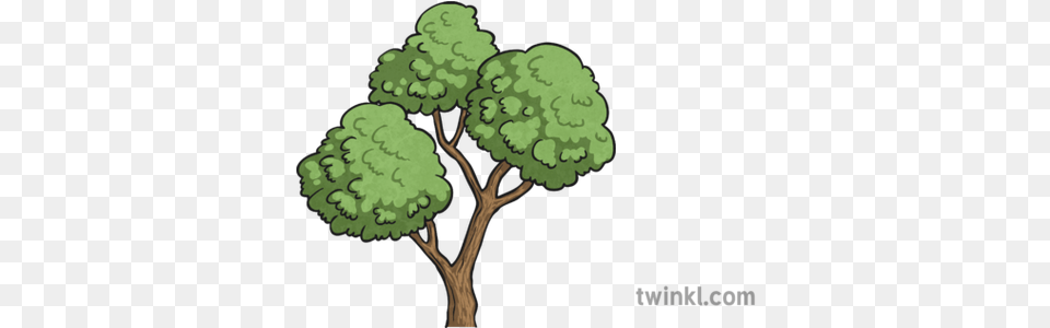 Tree Top Illustration Twinkl Illustration, Plant, Oak, Sycamore, Green Png