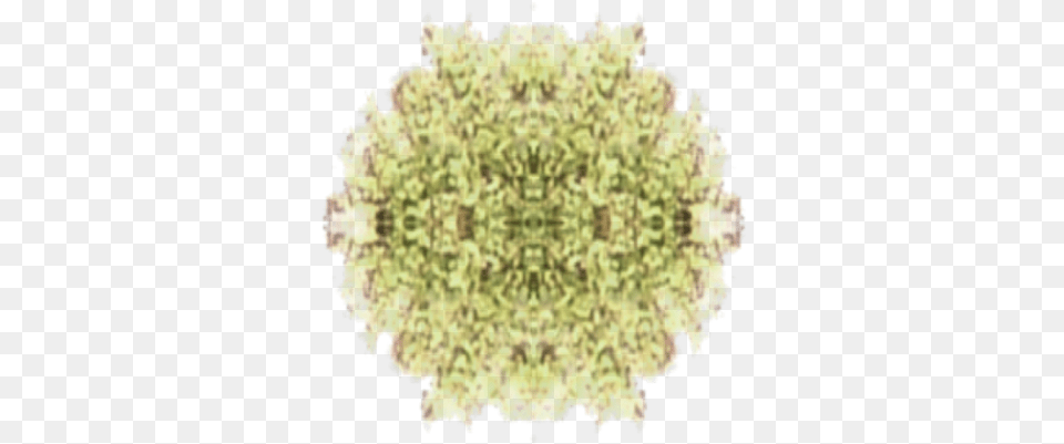 Tree Top View 3 Roblox, Plant, Pollen, Chandelier, Lamp Free Png