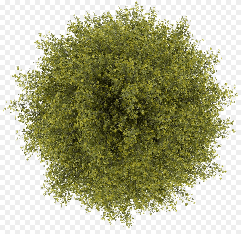 Tree Top View Clipart For Photoshop Tree Top View, Moss, Plant, Vegetation, Herbal Free Png