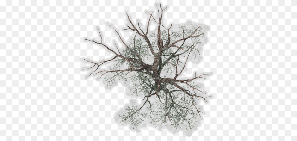 Tree Top View For Kids Winter Tree Plan Transparent Background Tree Plan, Plant, Art, Drawing, Vegetation Png