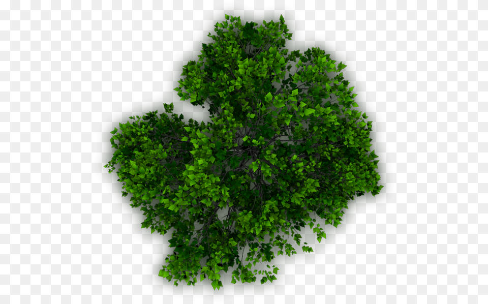 Tree Top View For Photoshop, Green, Vegetation, Sycamore, Plant Free Png