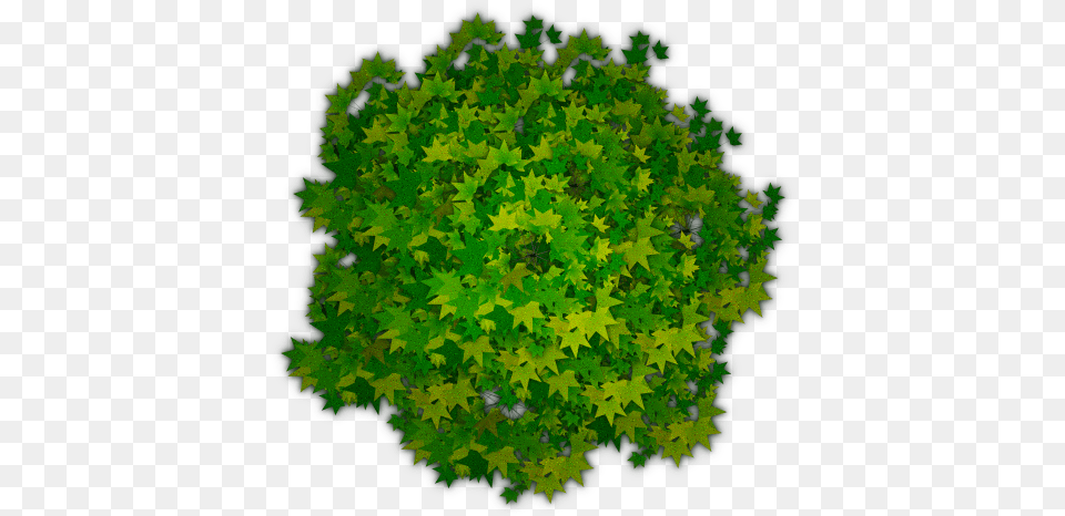 Tree Top View Photoshop Picture Tree From Top Transparent Background, Green, Leaf, Maple, Moss Free Png Download