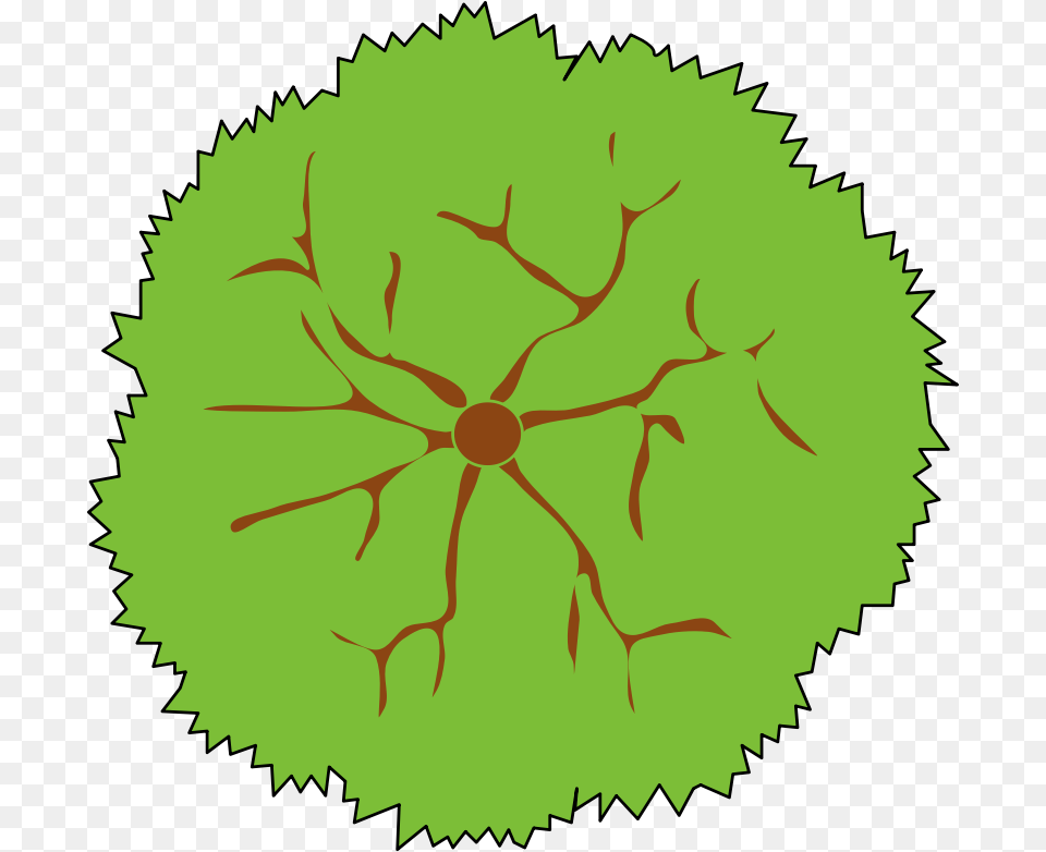 Tree Top View Symbol, Leaf, Plant, Herbal, Herbs Png Image
