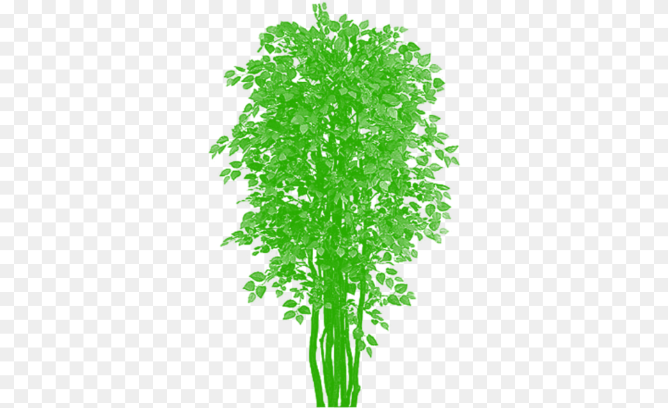 Tree Top View Tree Clipart Plan Artificial Plant Plants Balcony, Green, Vegetation, Person, Face Free Transparent Png