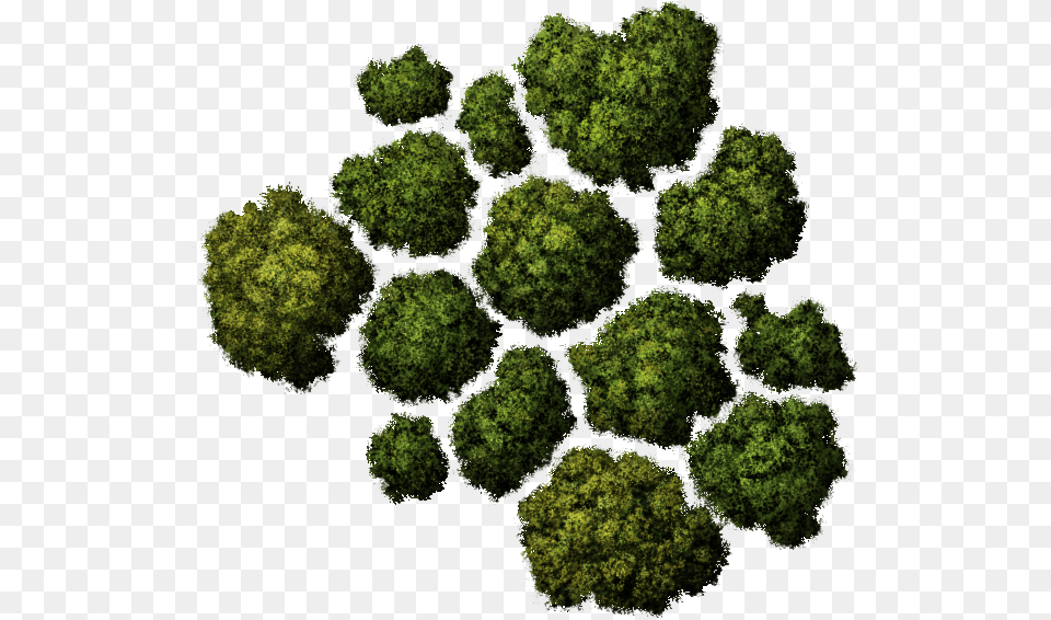 Tree Top View Tree Top View, Plant, Pattern, Green, Moss Free Png Download