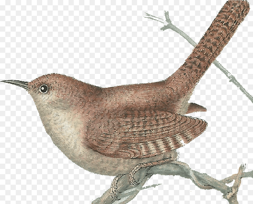 Tree Top Wren Picture, Animal, Bird Free Png