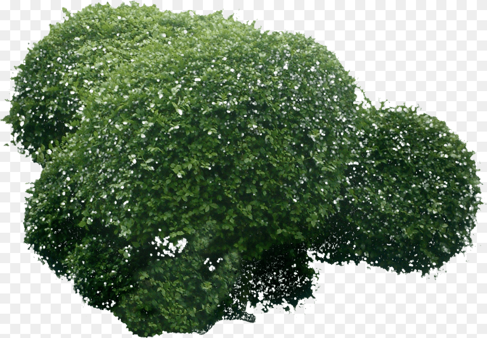 Tree Tops Trees Top View Objects Scene Creator Photoshop Shrub, Plant, Vegetation, Oak, Sycamore Png Image