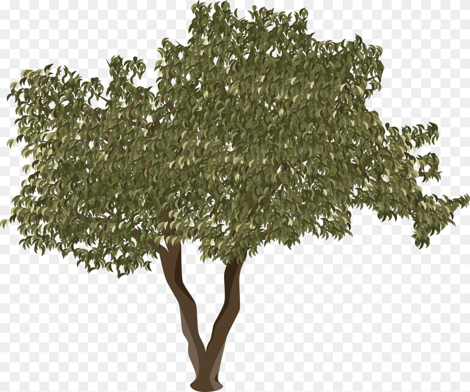 Tree Transparency, Plant, Vegetation, Tree Trunk, Oak Png Image