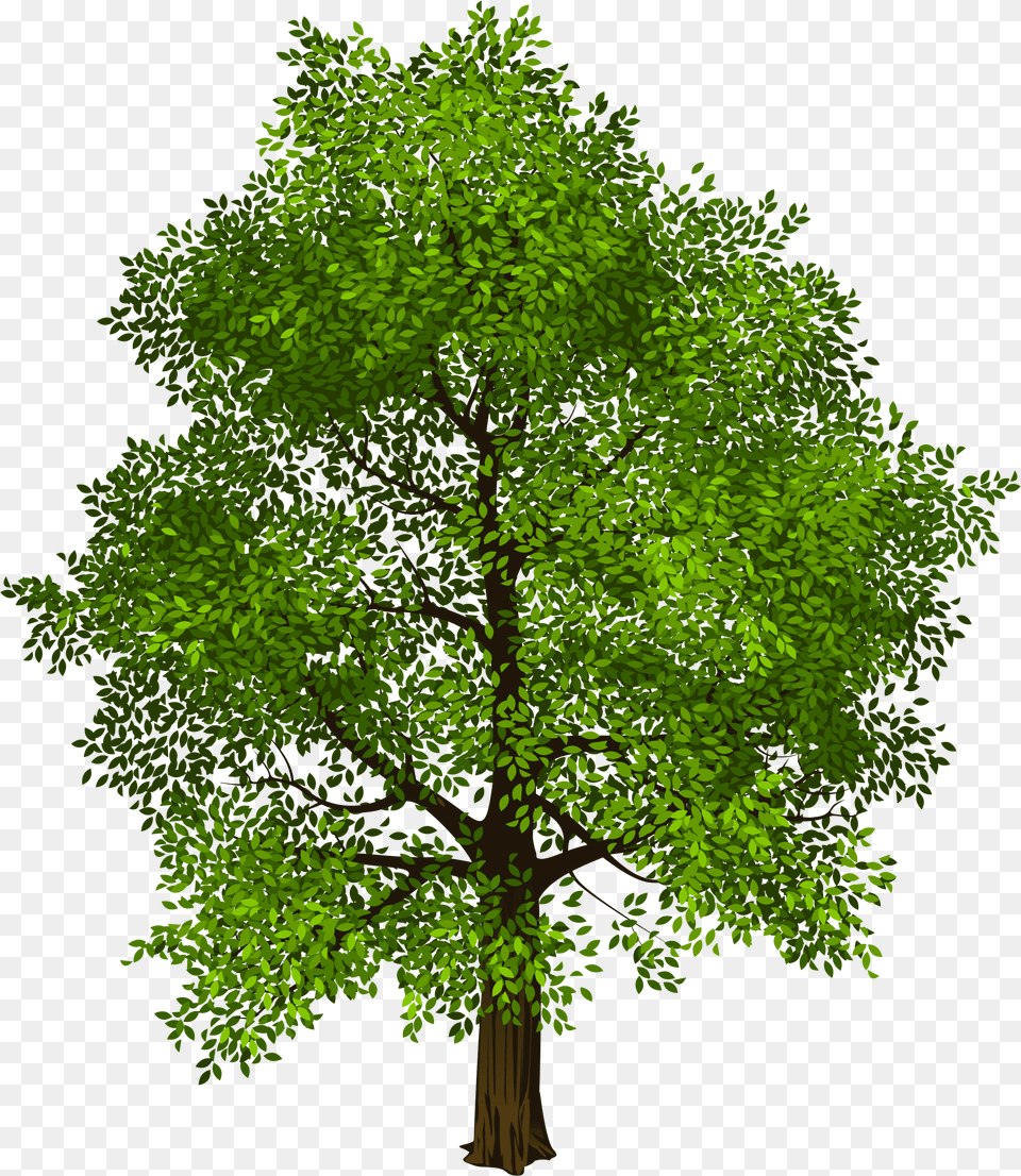 Tree Transparency And Translucency Clip Art Green Tree Background Free Transparent Png