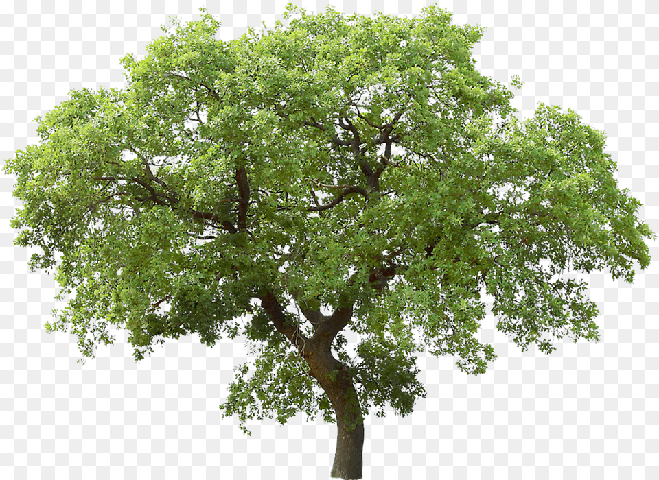Tree Transparent, Oak, Plant, Sycamore, Tree Trunk Free Png Download