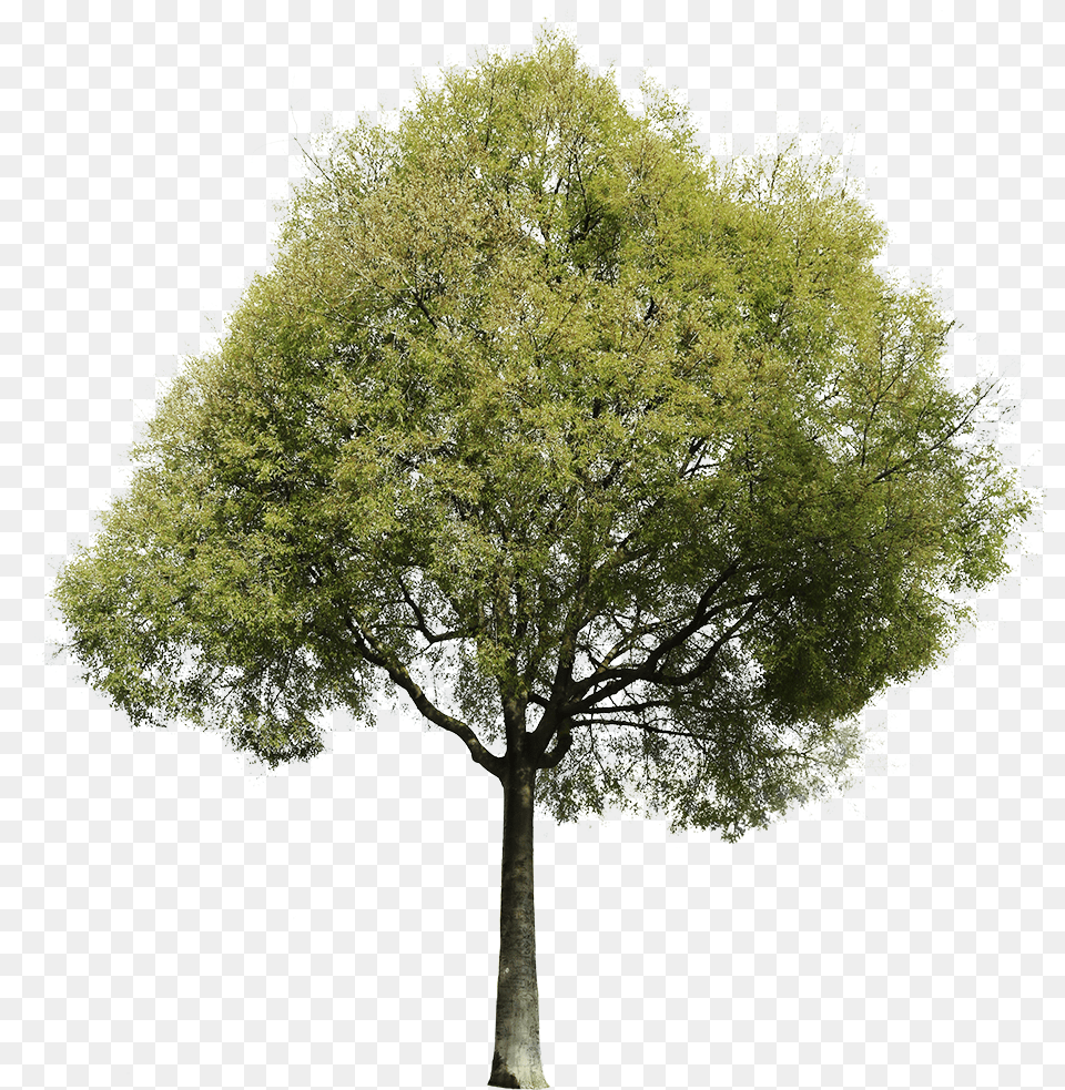 Tree Transparent, Oak, Plant, Sycamore, Tree Trunk Png