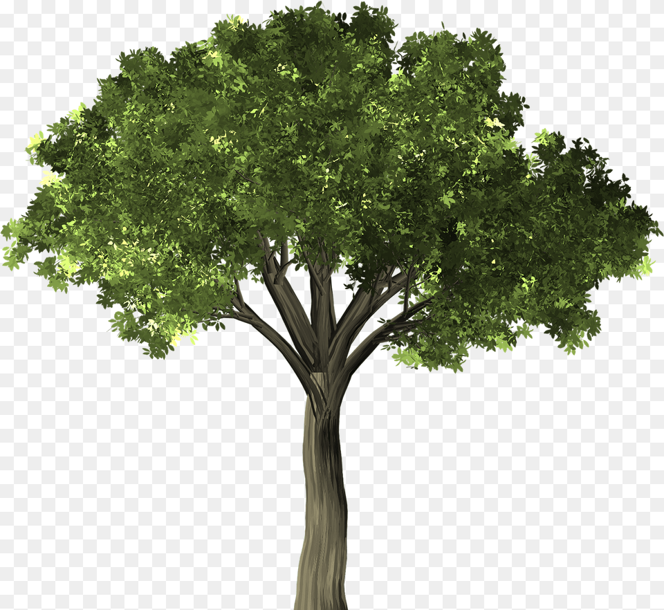 Tree Transparent Background, Sycamore, Oak, Tree Trunk, Plant Png