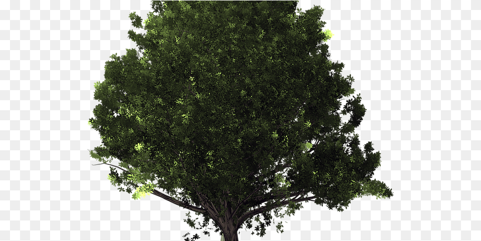 Tree Transparent Background, Oak, Plant, Sycamore, Vegetation Free Png Download