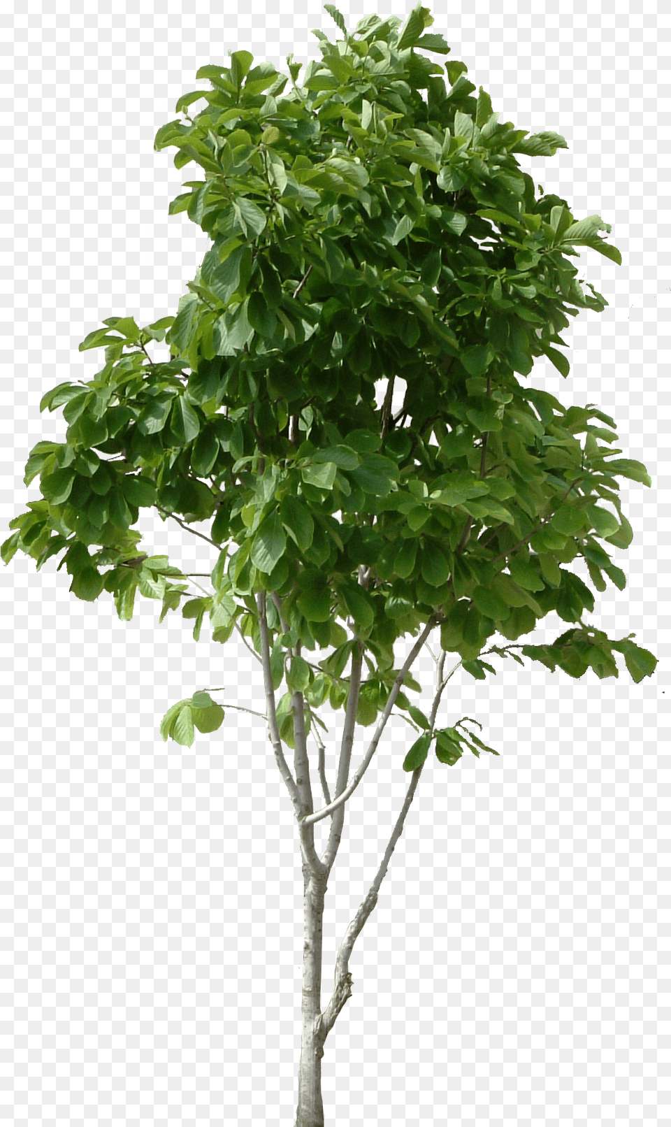 Tree Transparent Background Small Tree Transparent, Leaf, Plant, Potted Plant, Maple Free Png