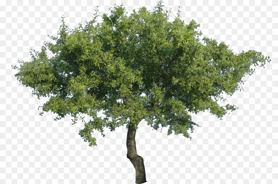 Tree Transparent Clipart Transparent Background Tree, Oak, Plant, Sycamore, Tree Trunk Free Png