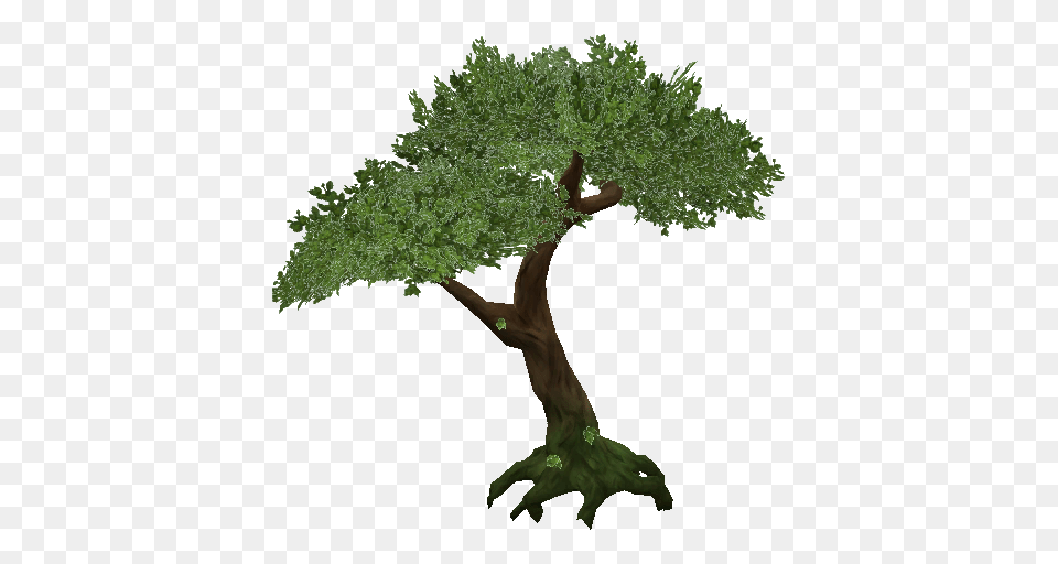 Tree Transparent Potted Plant, Plant, Tree Trunk, Oak Free Png Download