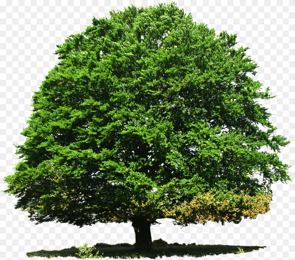 Tree Image Oak Tree Deciduous Or Evergreen, Plant, Sycamore, Tree Trunk Free Transparent Png