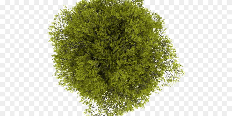 Tree Transparent Images Arvore Em Planta, Vegetation, Moss, Plant, Conifer Free Png