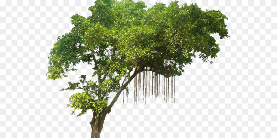 Tree Transparent Jungle Tree, Plant, Oak, Vegetation Free Png