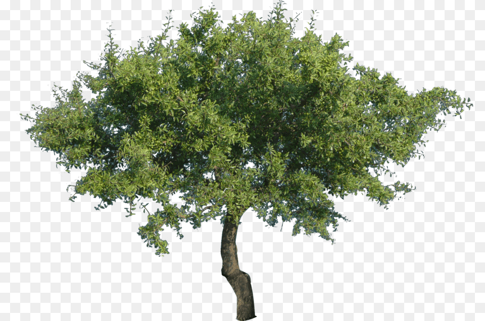 Tree Background Tree, Oak, Plant, Sycamore, Tree Trunk Free Transparent Png