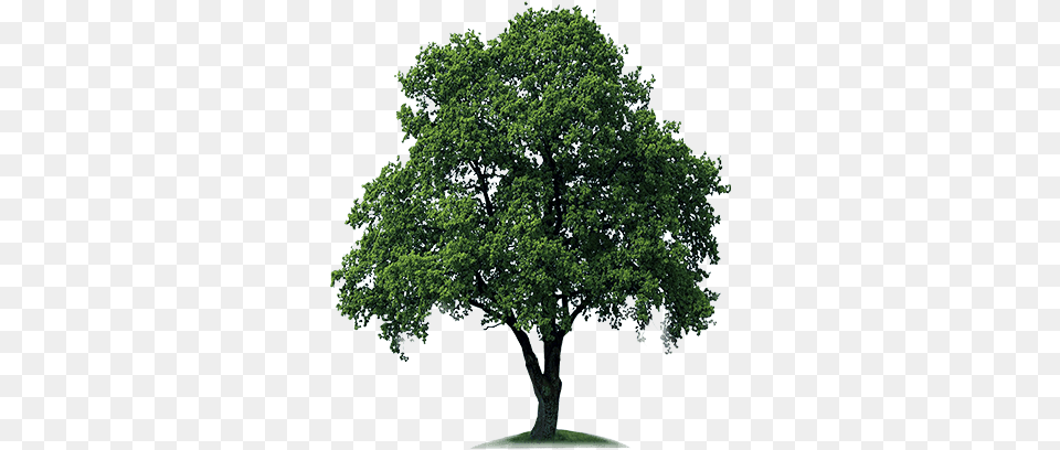 Tree Transparent Tree, Oak, Plant, Sycamore Png Image