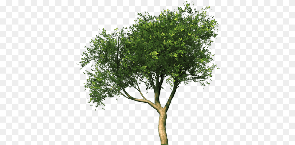 Tree Tree Cut Out, Oak, Plant, Sycamore, Tree Trunk Free Png