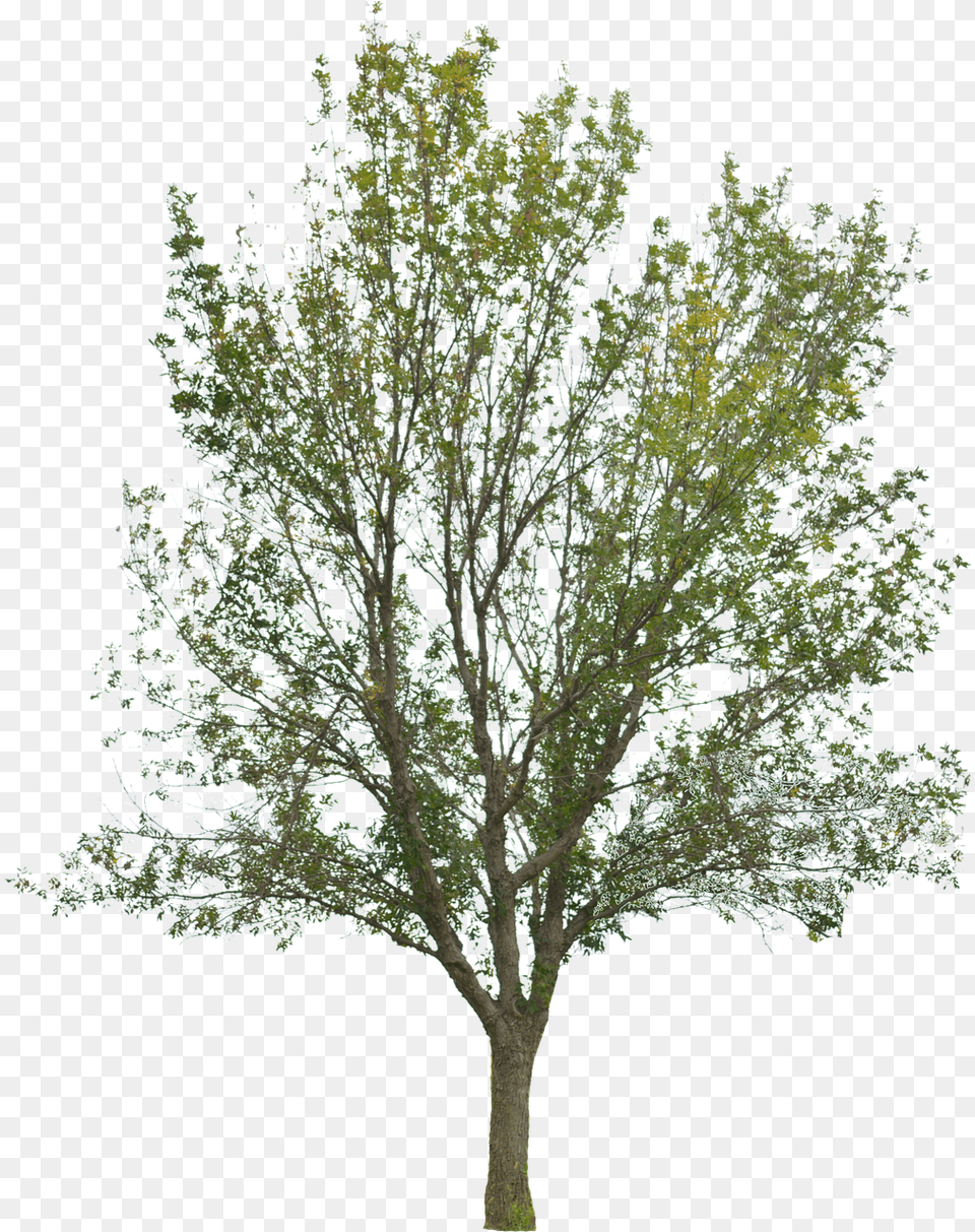 Tree Tree With Leaves Forest Nature Timber Pond Pine, Plant, Tree Trunk, Maple, Oak Free Transparent Png