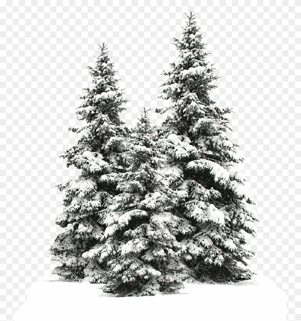 Tree Trees Christmas Christmastree Snow Winter Snow Fir Tree, Pine, Plant Free Png