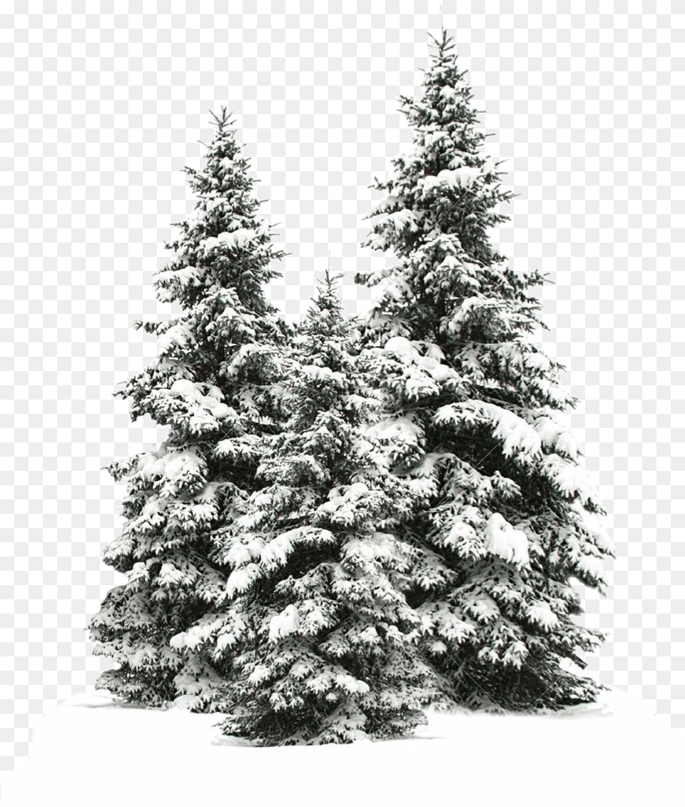 Tree Trees Christmas Merry Christmas From Our House To Yours, Fir, Pine, Plant Free Png Download