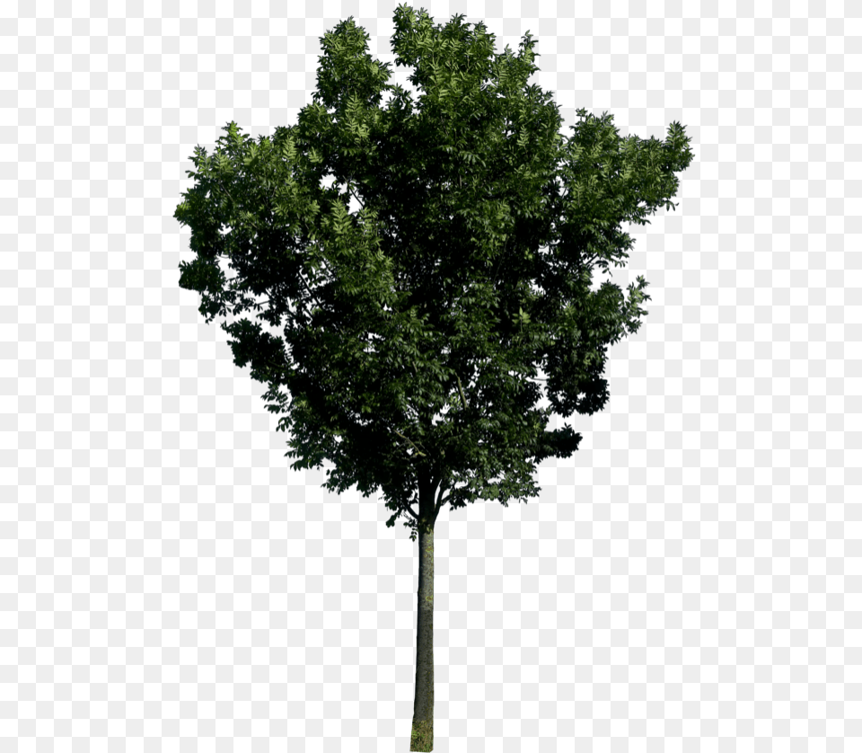 Tree Trees In Elevation, Plant, Tree Trunk, Oak, Sycamore Free Png