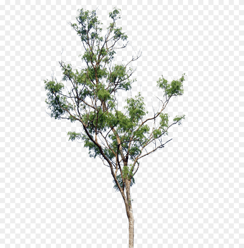 Tree Trees Nature Small Tree Oak, Plant, Sycamore, Conifer Free Transparent Png