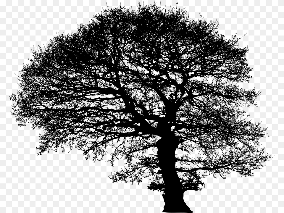 Tree Trees Silhouette Plant Nature Environment Oak, Gray Free Png