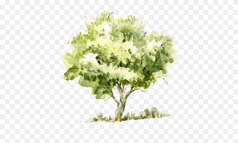 Tree Trees Watercolor Painting Drawing Watercolor Tree, Oak, Plant, Sycamore, Art Free Png Download