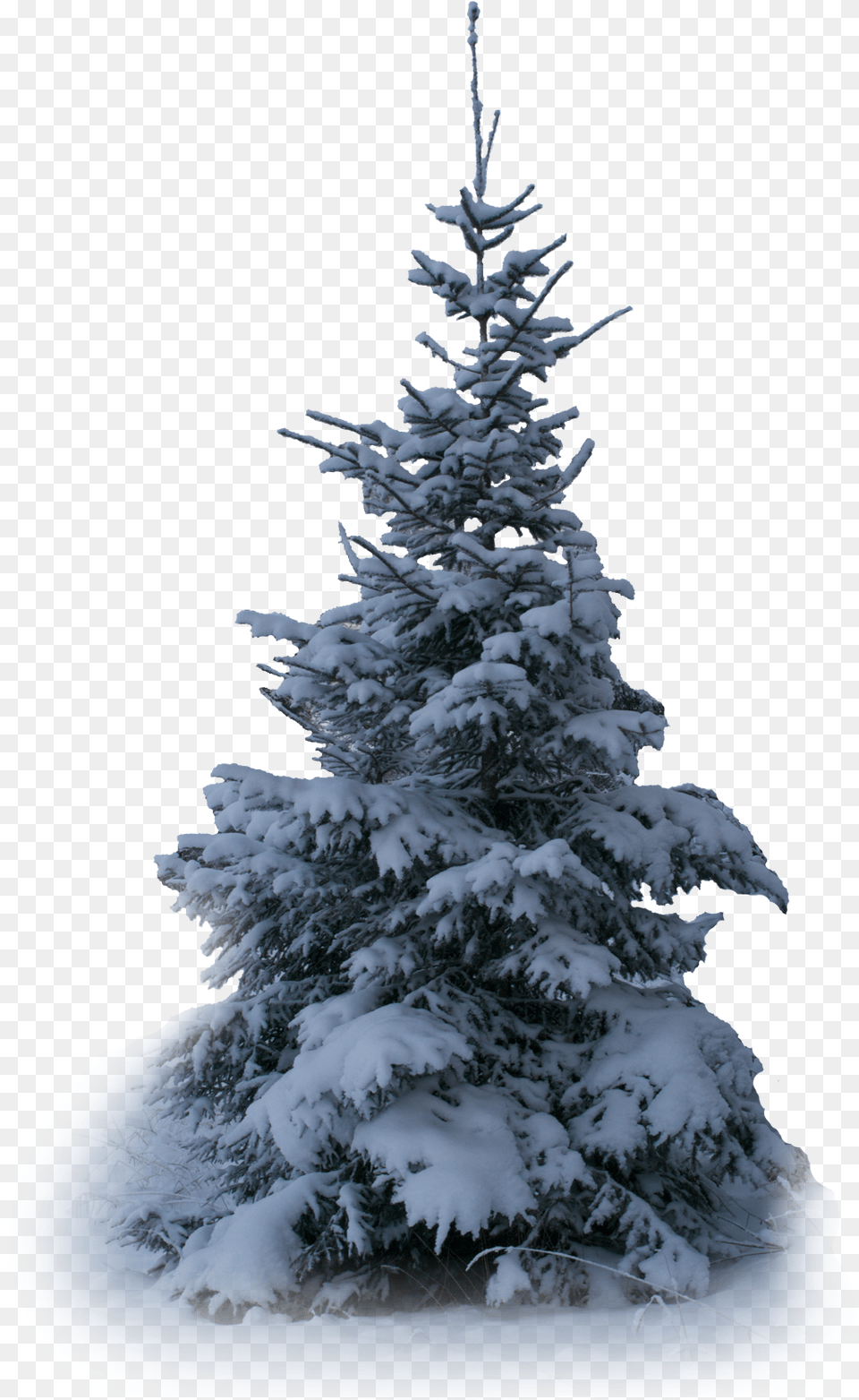 Tree Trees Winter Snow Terrieasterly Christmas Tree, Fir, Pine, Plant, Ice Png