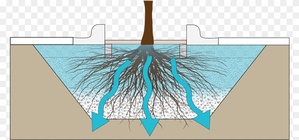 Tree Trench, Plant, Root, Animal, Invertebrate Free Png Download