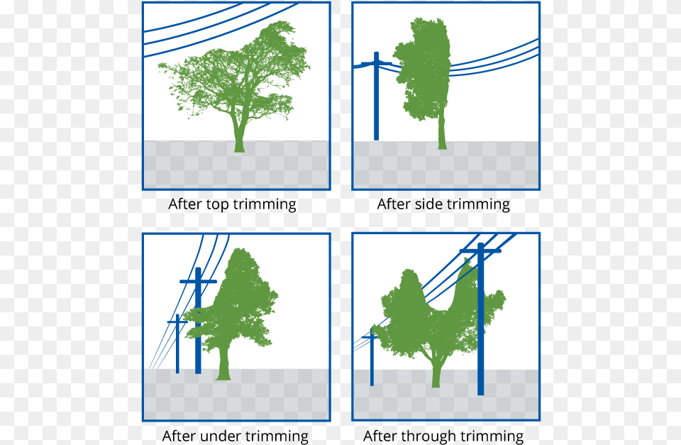 Tree Trimming Examples Tree, Utility Pole, Plant Free Png
