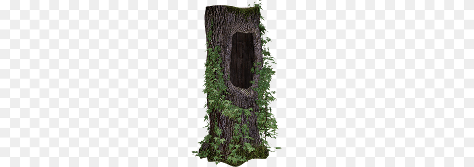 Tree Trunk Plant, Tree Trunk, Hole Free Png