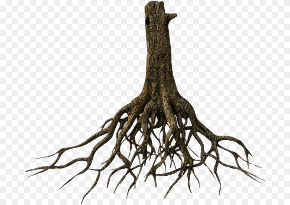 Tree Trunk And Roots Transparent Tree Roots Transparent Background, Plant, Root, Animal, Antelope Free Png