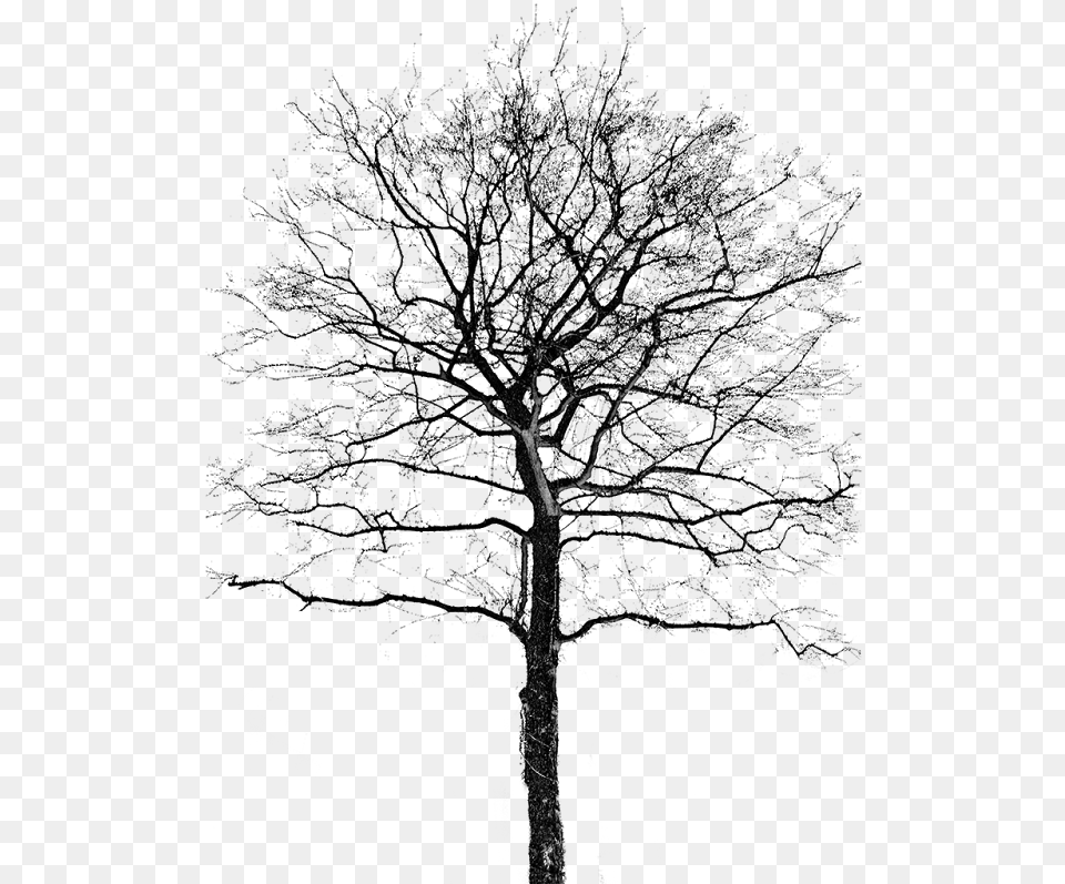 Tree Trunk Bird Amp Tree, Gray Png Image