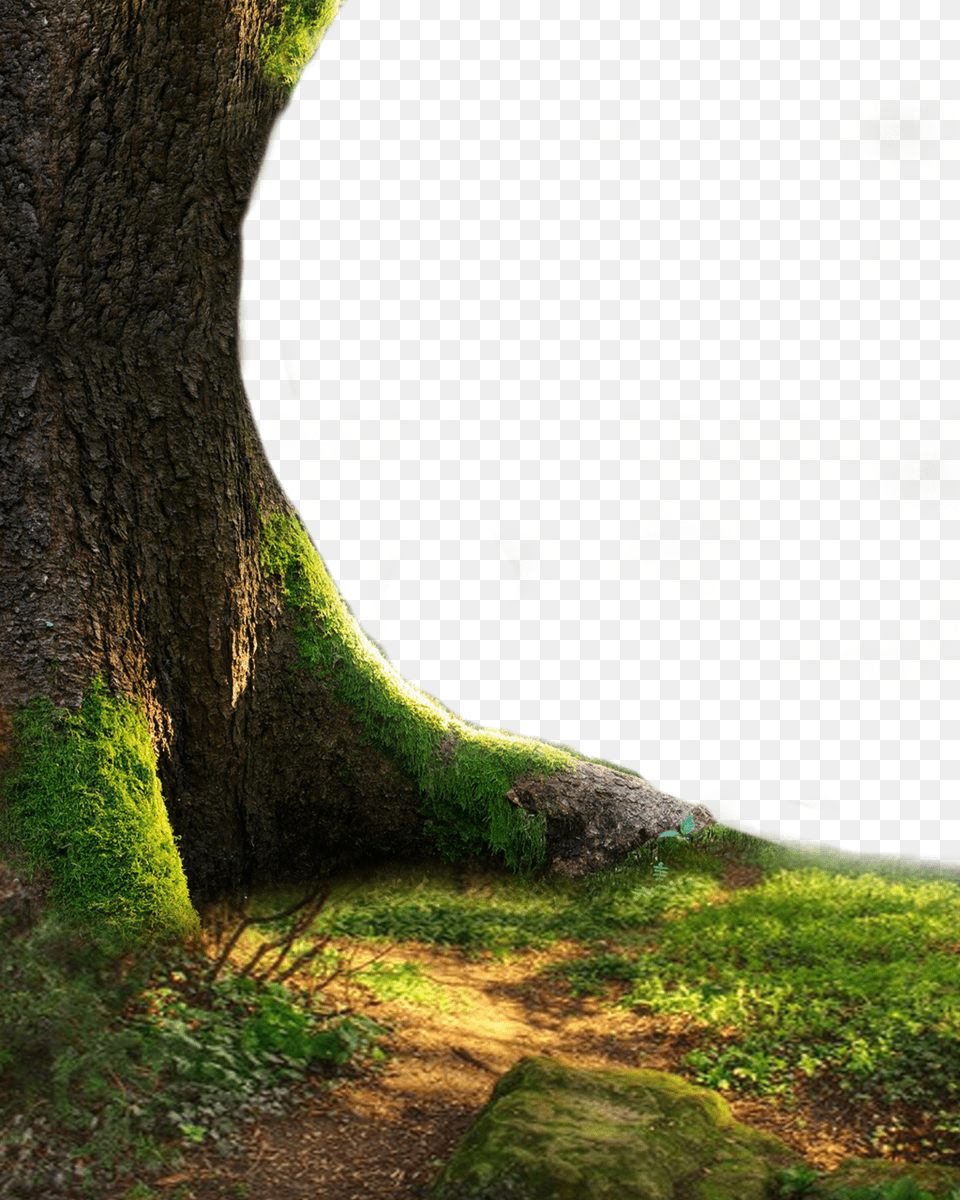 Tree Trunk Hd, Plant, Tree Trunk, Grass, Moss Free Png Download