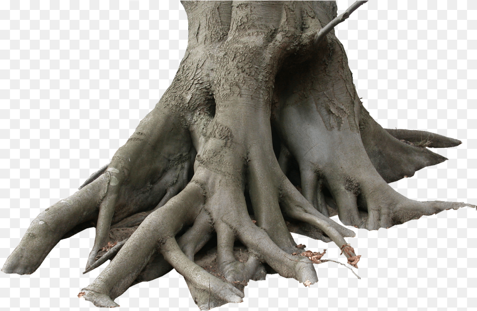 Tree Trunk Http Journal Of Green Engineering 5, Plant, Root, Animal, Dinosaur Free Png