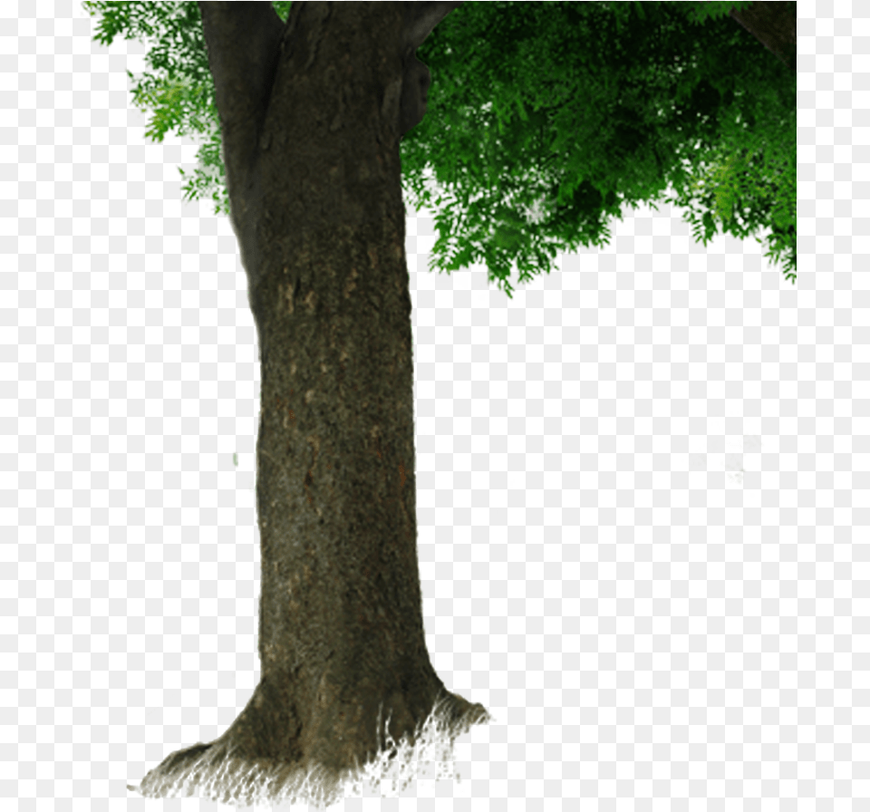 Tree Trunk Image Long Tree Trunk, Oak, Plant, Sycamore, Tree Trunk Free Transparent Png