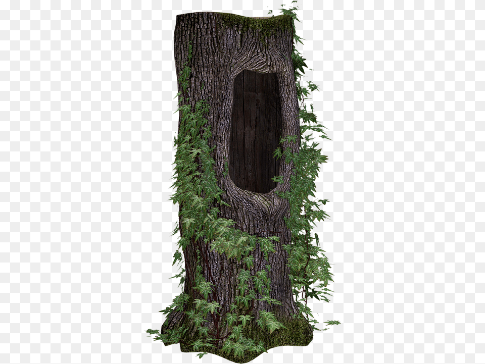 Tree Trunk Ivy Image On Pixabay Tree Stumps, Plant, Tree Trunk, Hole Free Transparent Png