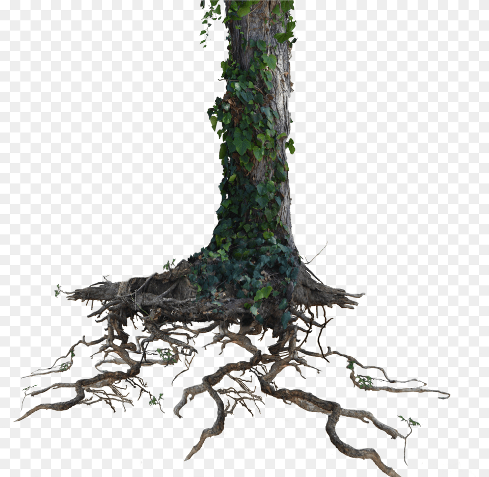 Tree Trunk Roots With Ivy Stock Photo 1077 By Annamae22 Tree Trunk Transparent Background, Plant, Root Free Png Download