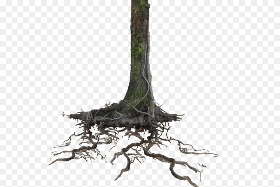 Tree Trunk With Roots, Plant, Root Free Png Download