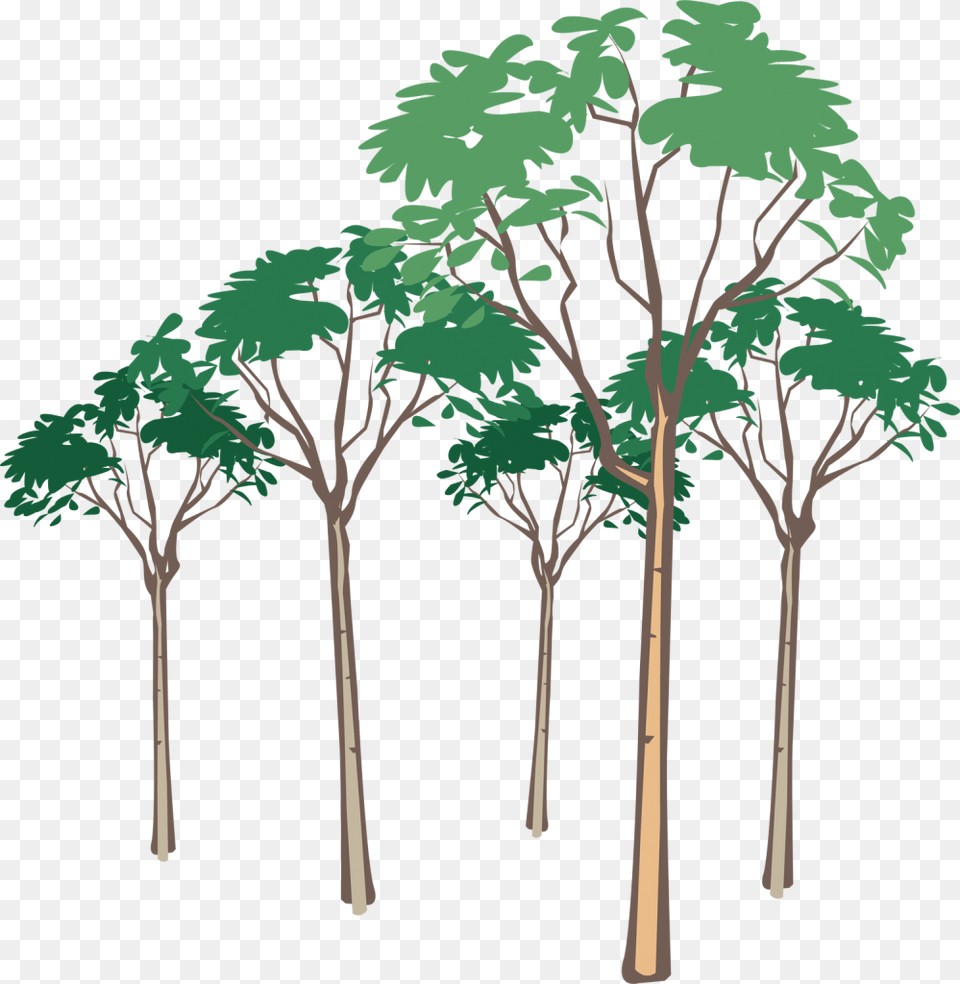 Tree Vector Leron Leron Sinta Litrato, Plant, Oak, Sycamore, Vegetation Free Png