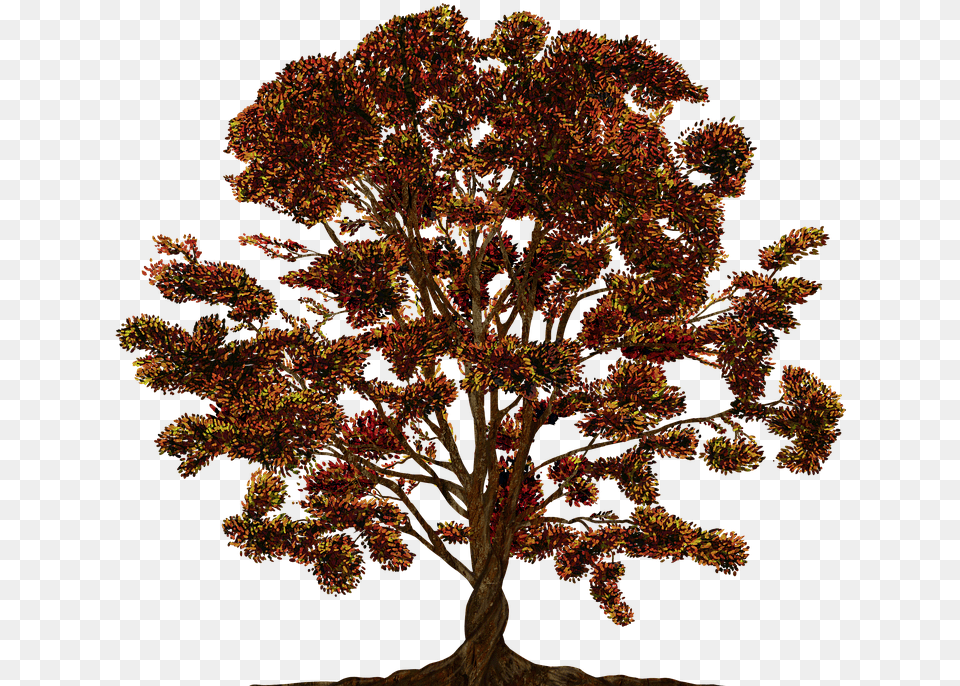 Tree Vector Ornament Color Family Tree Texture Family Tree, Maple, Plant, Oak, Leaf Free Png Download