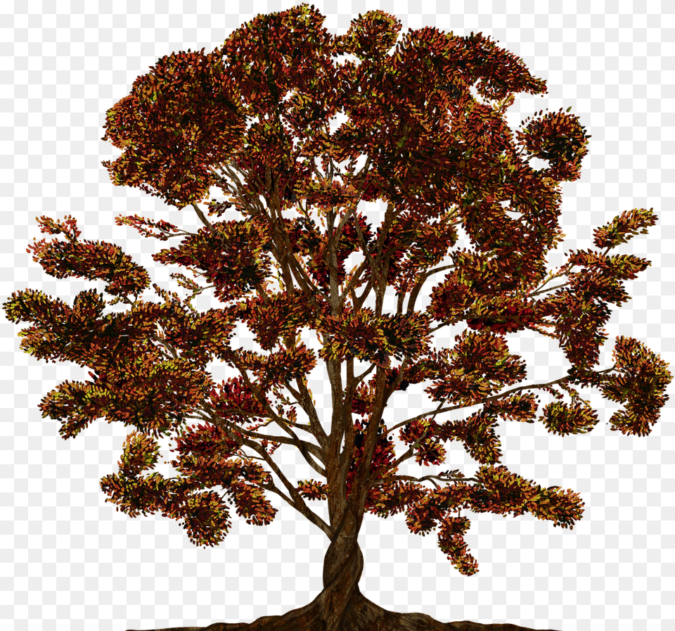 Tree Vector Ornament Image On Pixabay Family Tree Vector, Maple, Plant, Oak, Sycamore Free Png