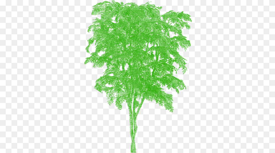 Tree Vector Plan Tier3xyz Japanese Oak Tree, Green, Leaf, Moss, Plant Free Png