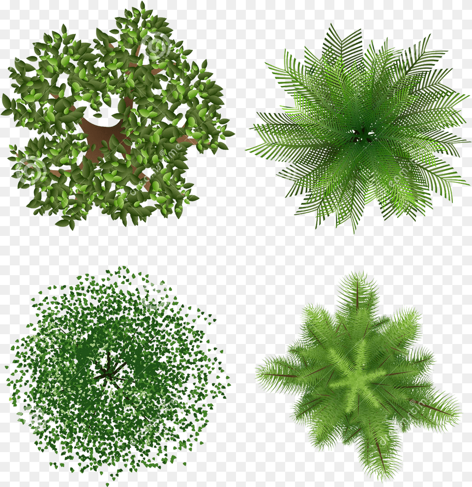 Tree Vector Plan View Free Png